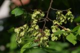 Ulmus laevis. Часть ветви с соплодиями. Санкт-Петербург, Пушкинский р-н, Павловск, в озеленении. 22.05.2018.