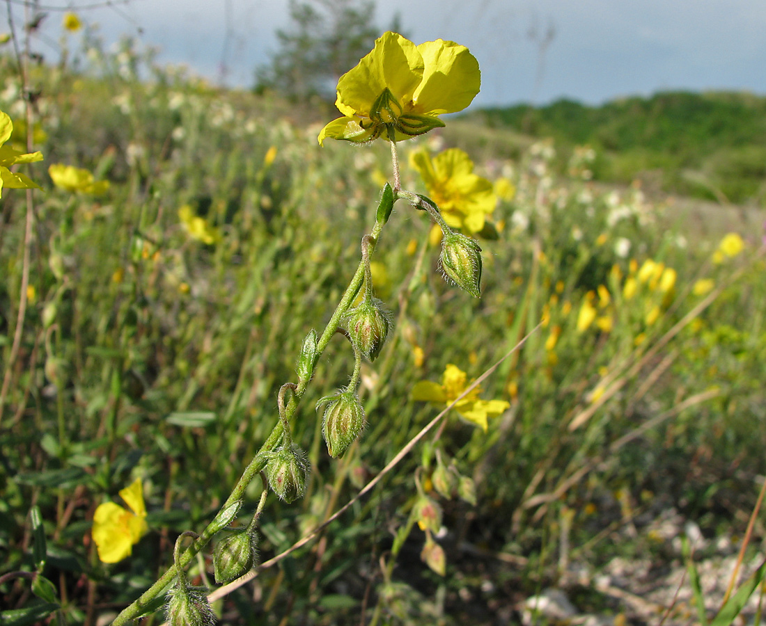 Изображение особи Helianthemum nummularium.