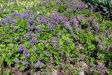 Corydalis nidus-serpentis