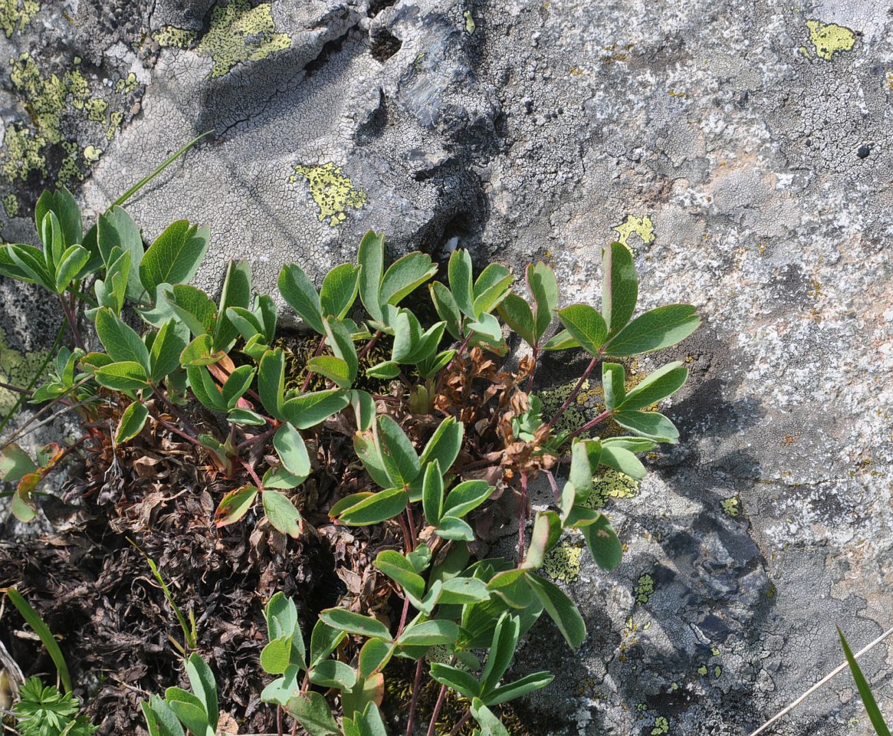 Image of Sibbaldia semiglabra specimen.