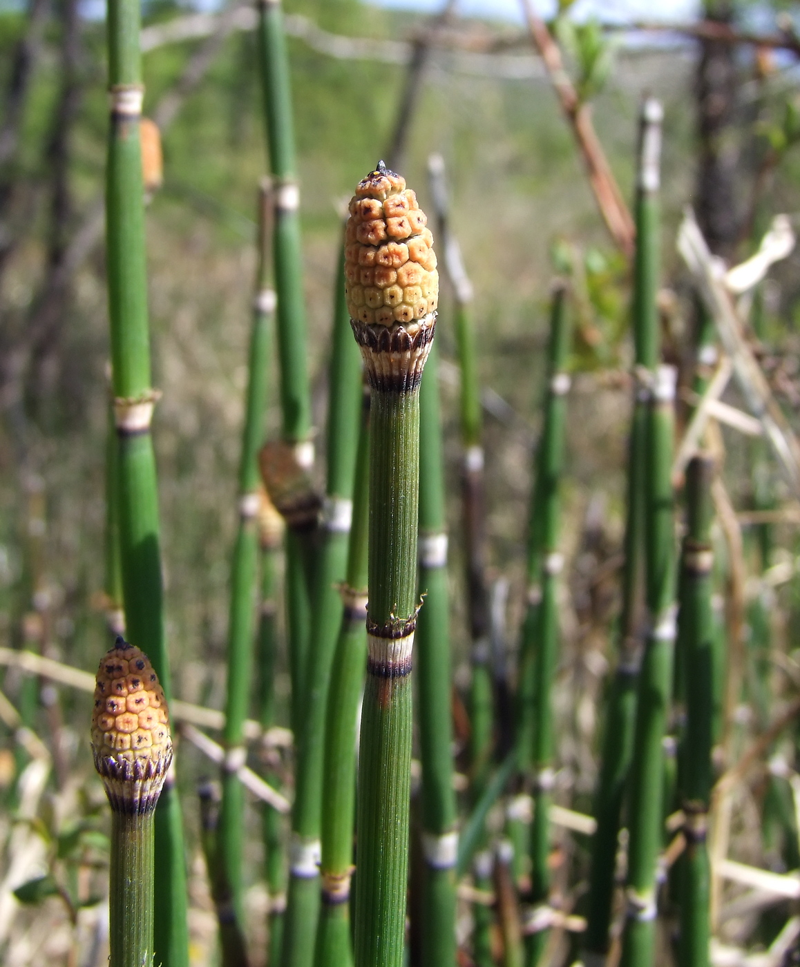 Image of Equisetum hyemale specimen.