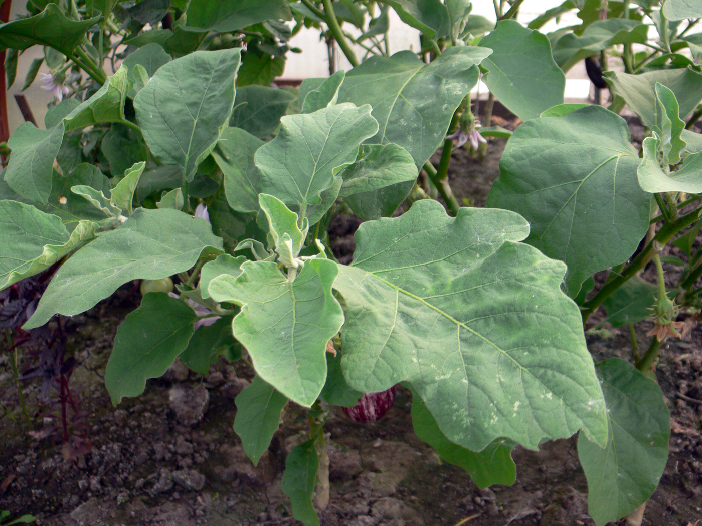 Изображение особи Solanum melongena.