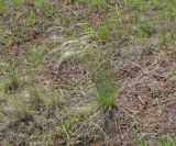 Stipa pennata. Цветущее растение. Иркутская обл., Боханский р-н, окр. с. Бохан, степь. 11.06.2018.