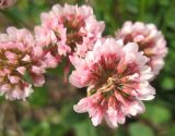 Trifolium repens