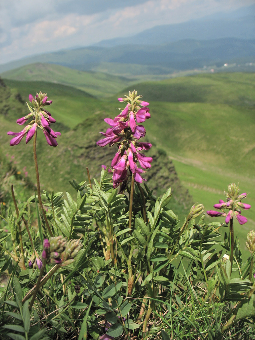 Изображение особи Hedysarum hedysaroides.