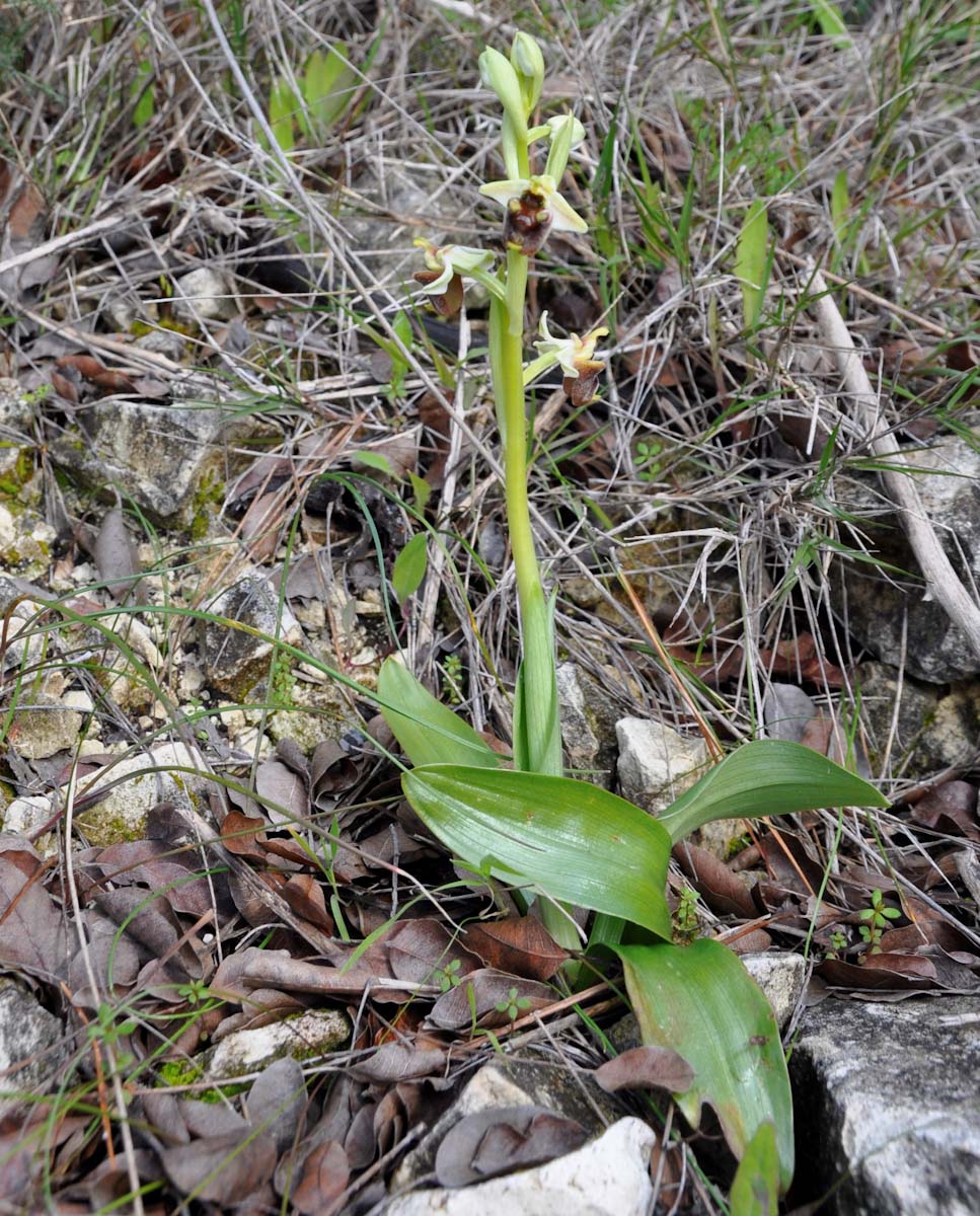 Image of Ophrys bornmuelleri specimen.