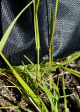 Sieglingia decumbens. Часть побега со стеблевым листом и характерным опушённым влагалищем. Санкт-Петербург, Петродворцовый р-н, окр. ж. д. ст. «Университет», луг, на песчаной почве. 30.06.2019.