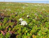 Ledum decumbens. Цветущие растения. Берингово море, Карагинский зал., о. Верхотурова, тундра. 17.06.2019.