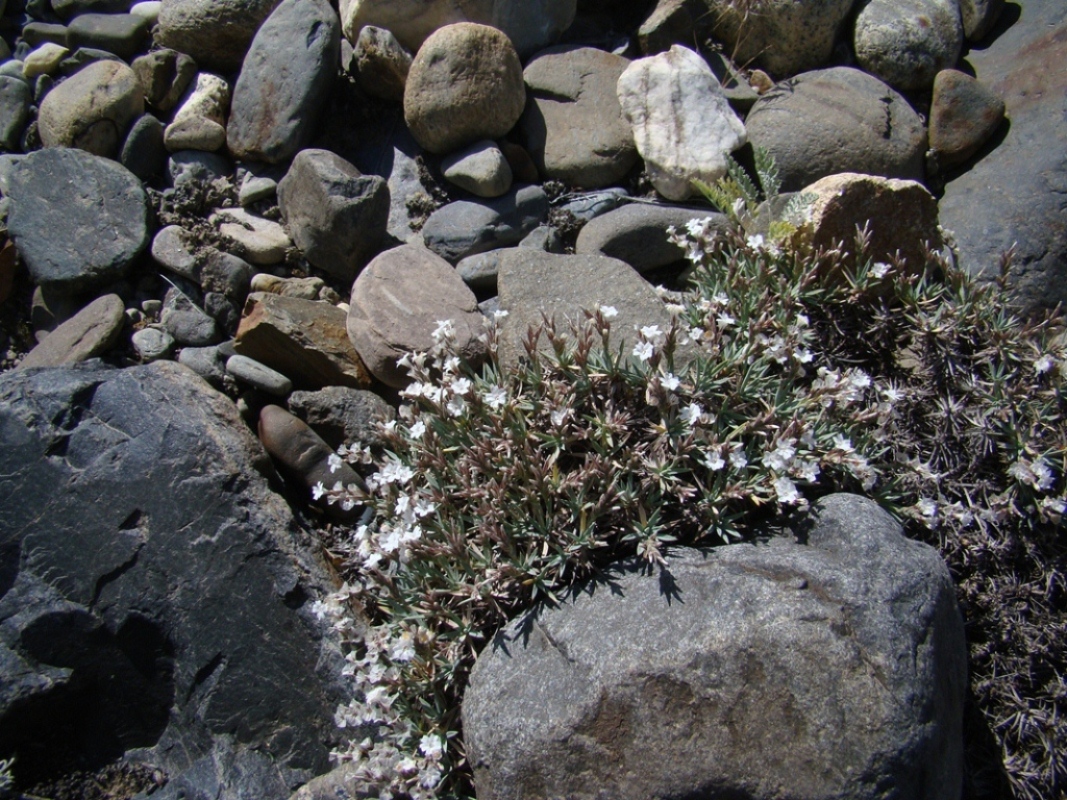 Image of Acantholimon alexeenkoanum specimen.