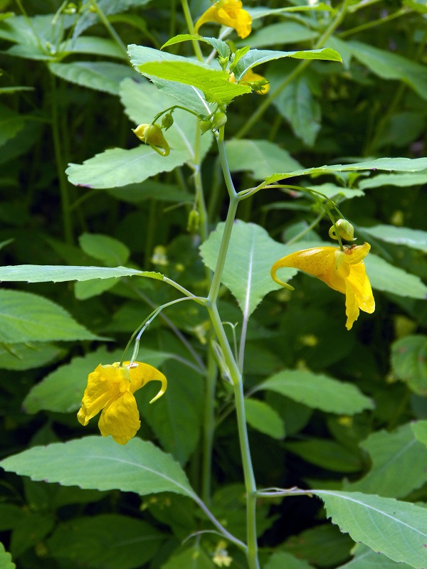 Image of Impatiens noli-tangere specimen.