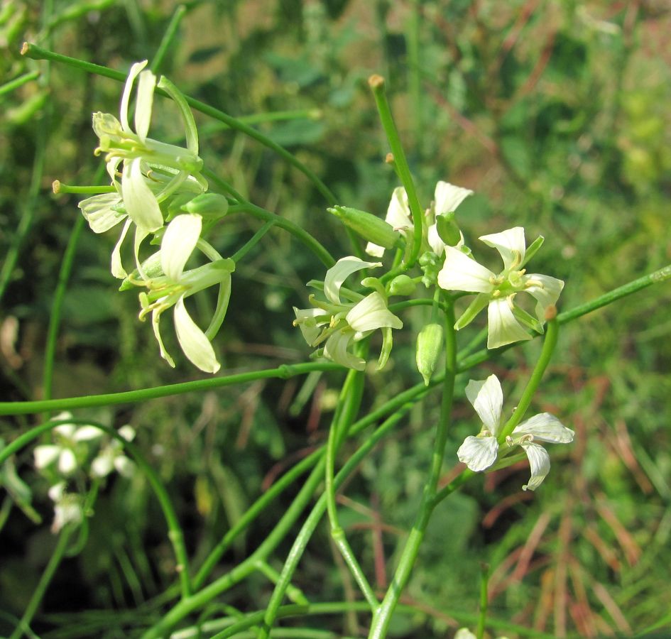 Изображение особи Sisymbrium altissimum.