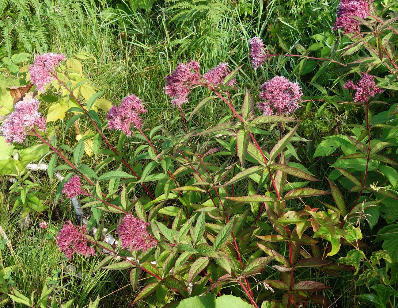 Изображение особи Eupatorium glehnii.