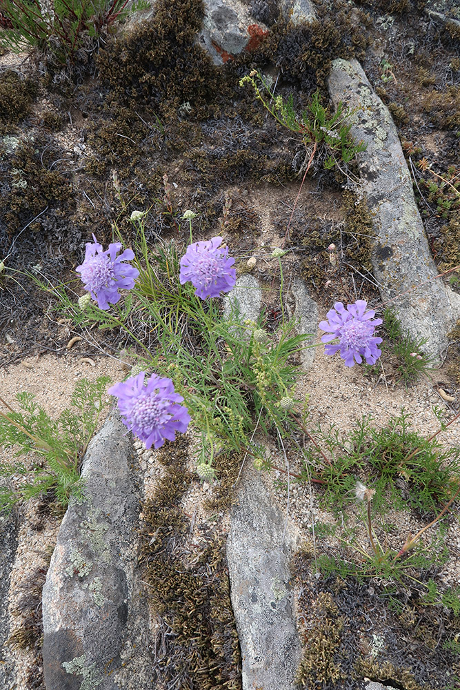 Image of Scabiosa comosa specimen.