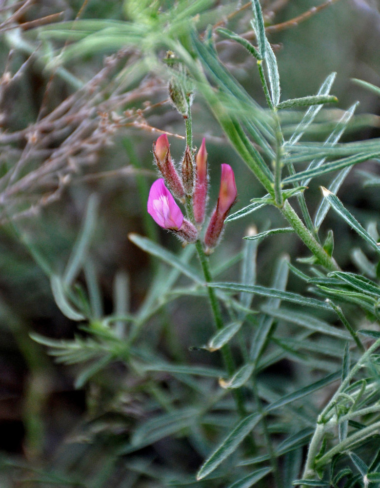 Image of Astragalus varius specimen.