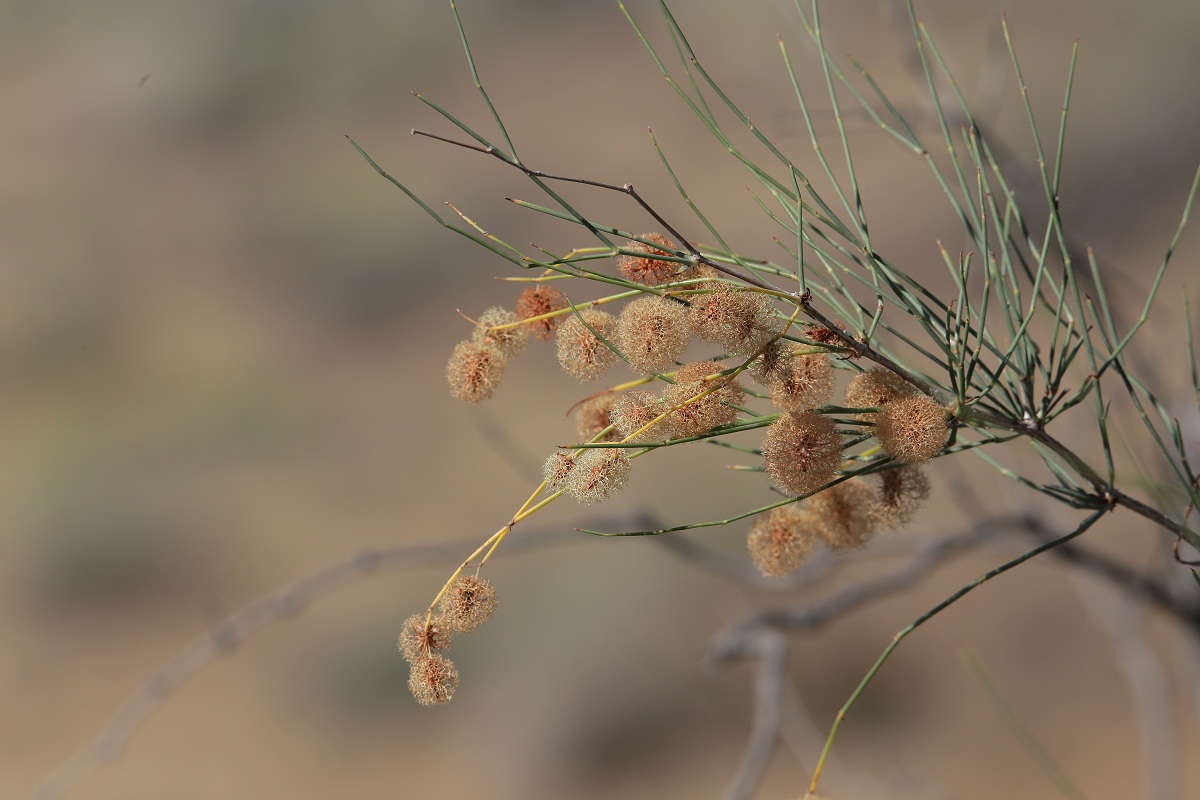 Image of Calligonum caput-medusae specimen.