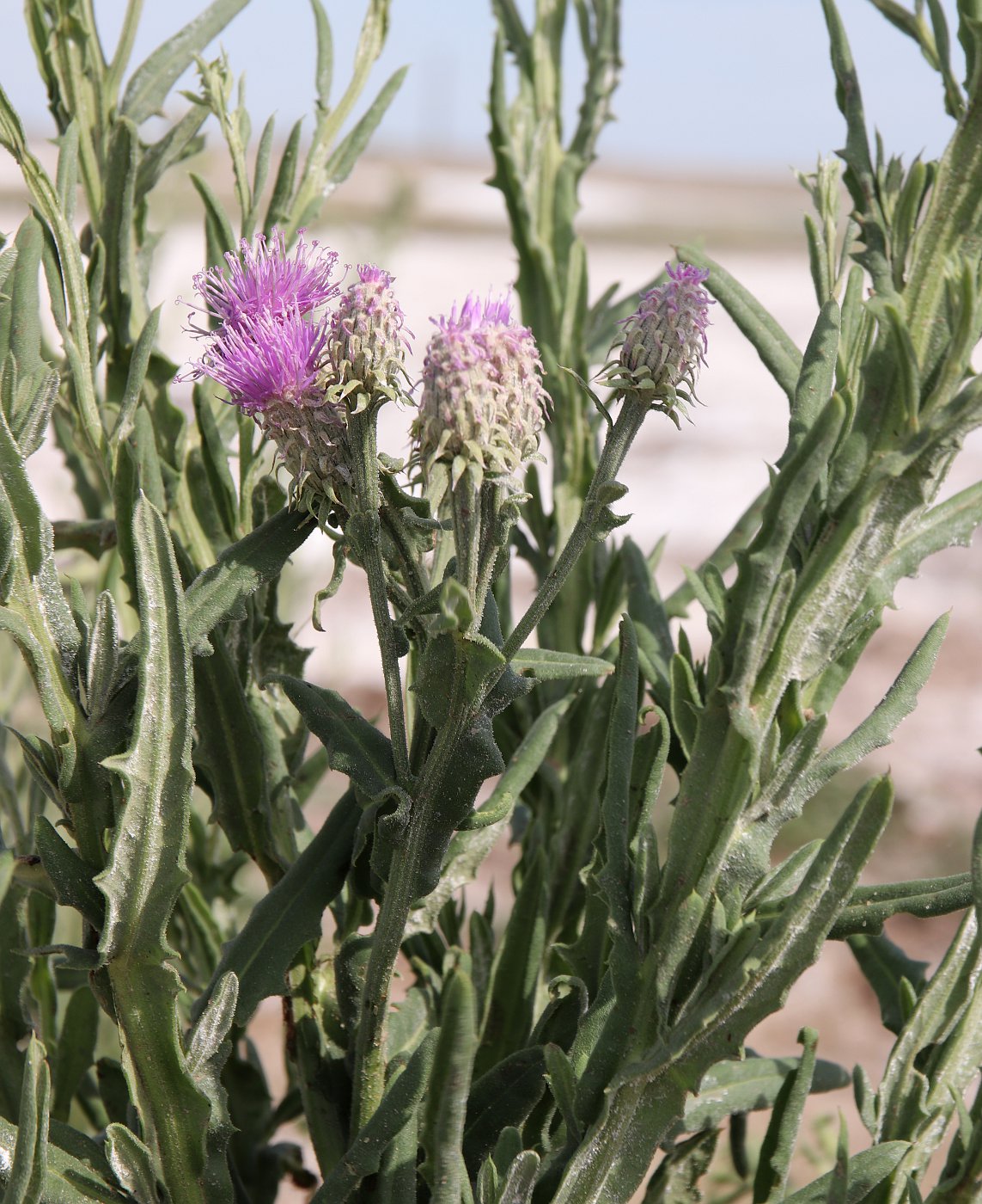 Image of Saussurea robusta specimen.