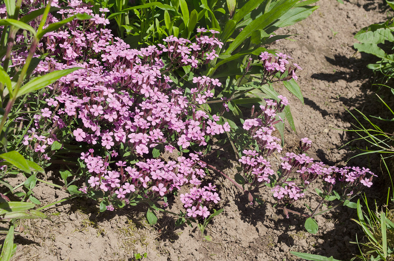 Image of Saponaria ocymoides specimen.