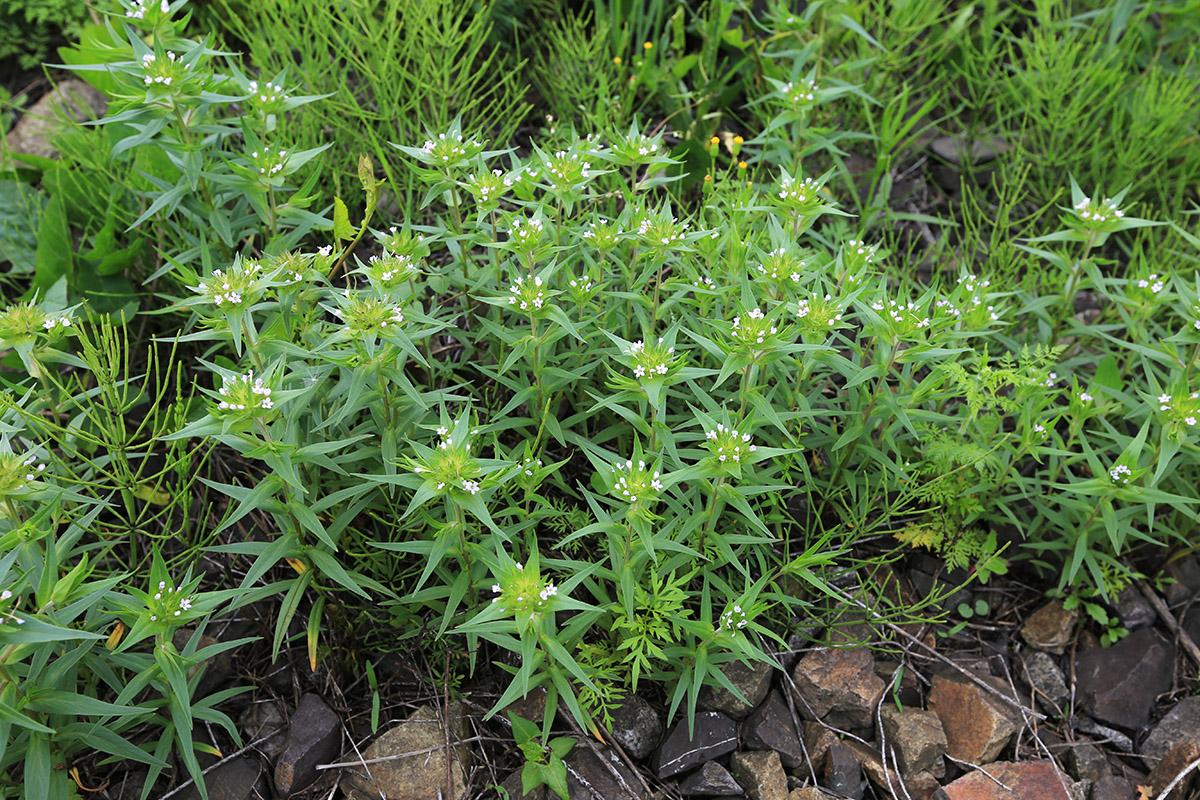 Image of Collomia linearis specimen.