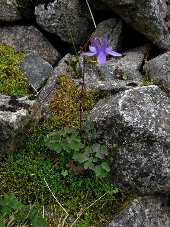 Image of Aquilegia borodinii specimen.