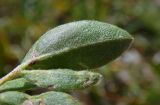 Anthyllis variegata