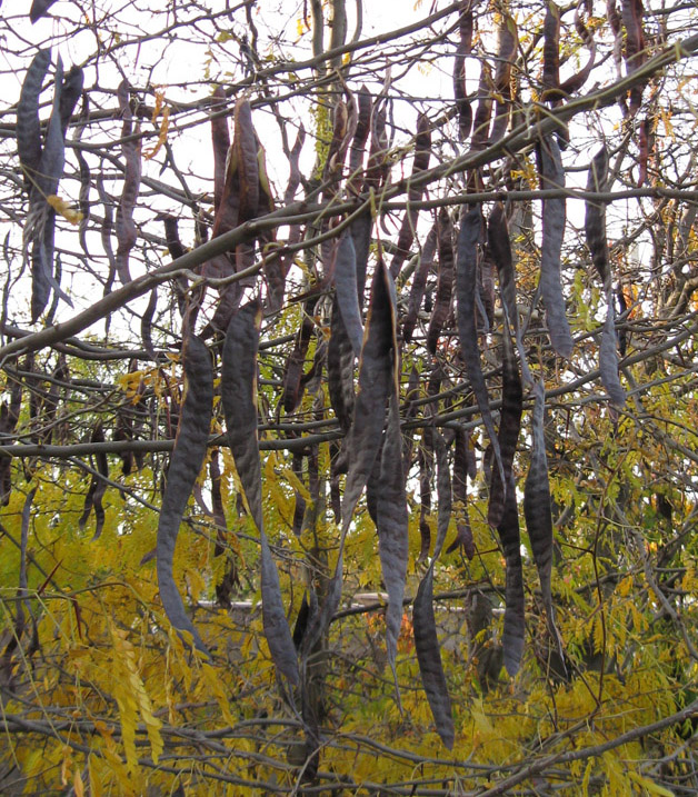 Image of Gleditsia triacanthos specimen.