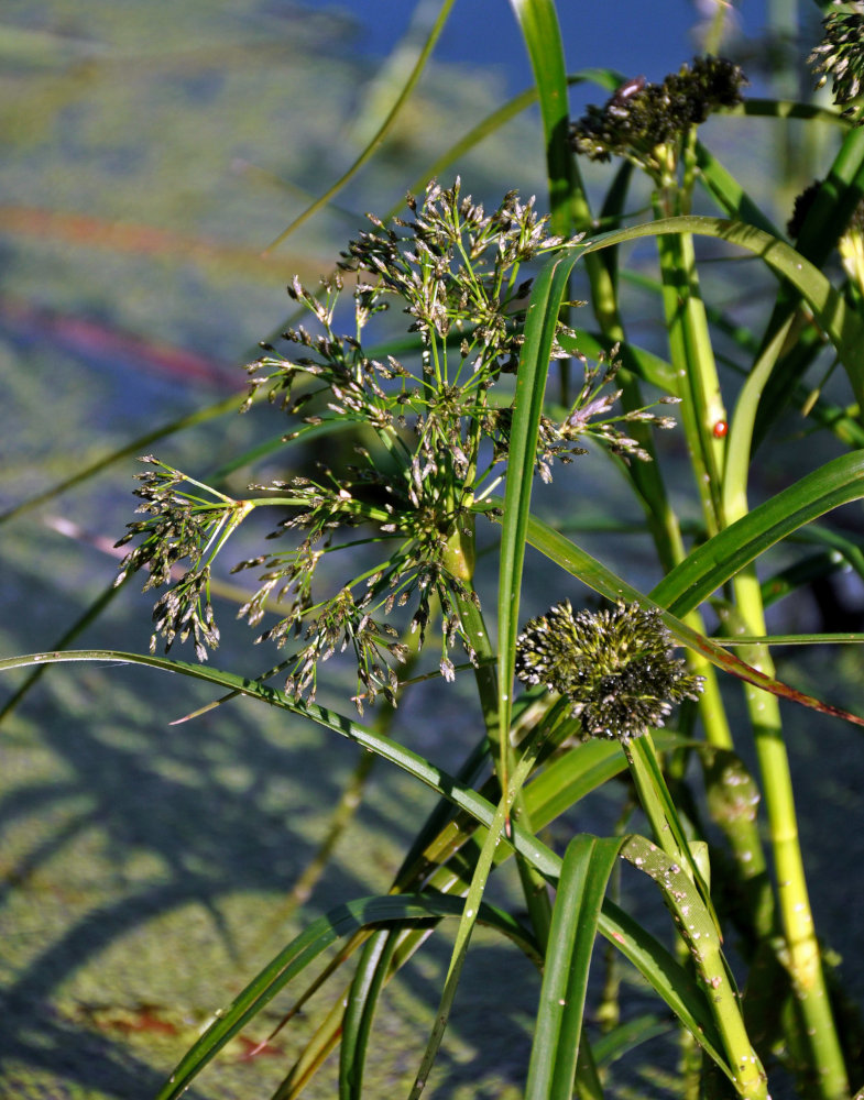 Изображение особи Scirpus radicans.