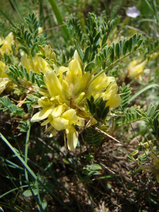 Изображение особи Astragalus aureus.