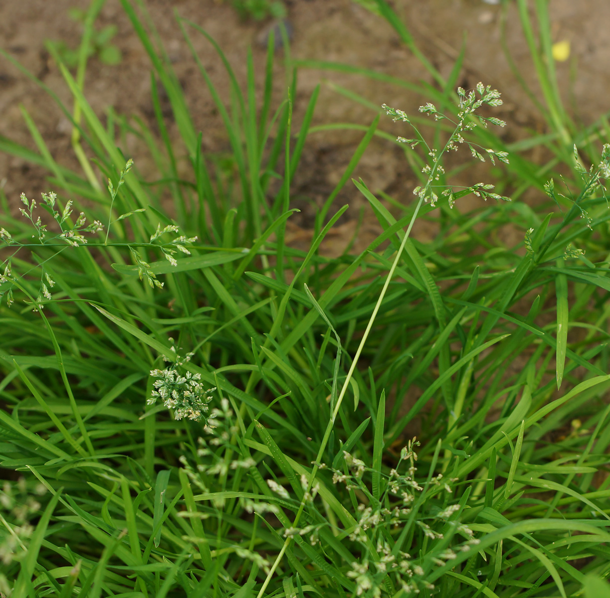 Image of Poa annua specimen.