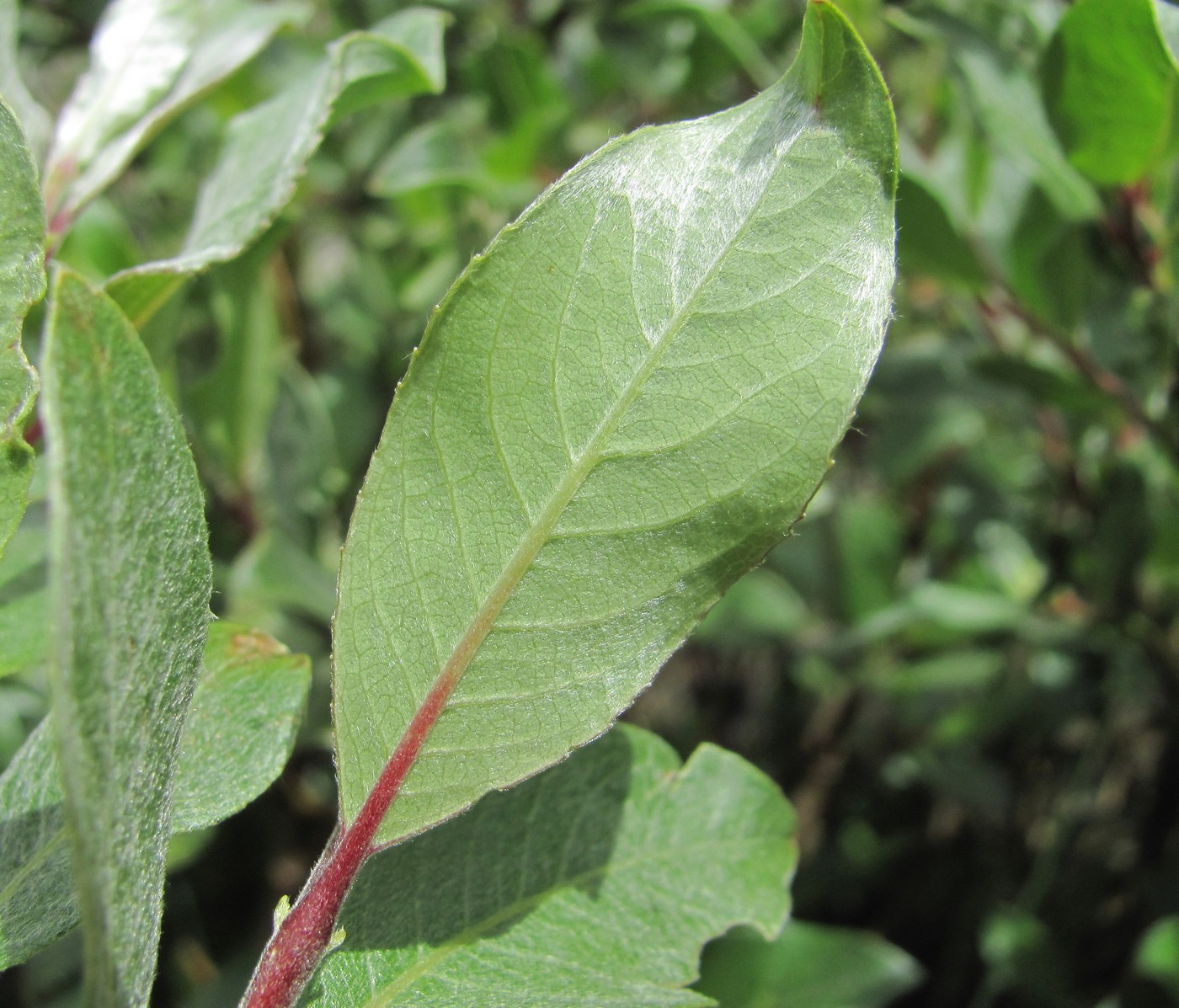 Image of Salix pantosericea specimen.