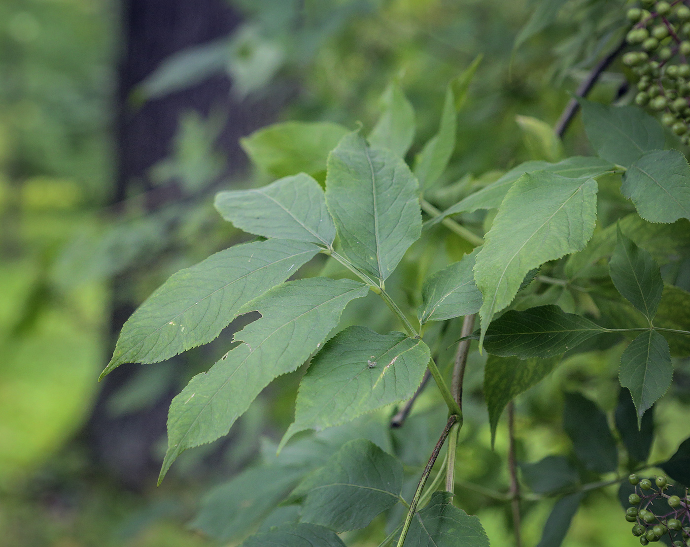 Image of Sambucus nigra specimen.