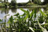 Sagittaria sagittifolia