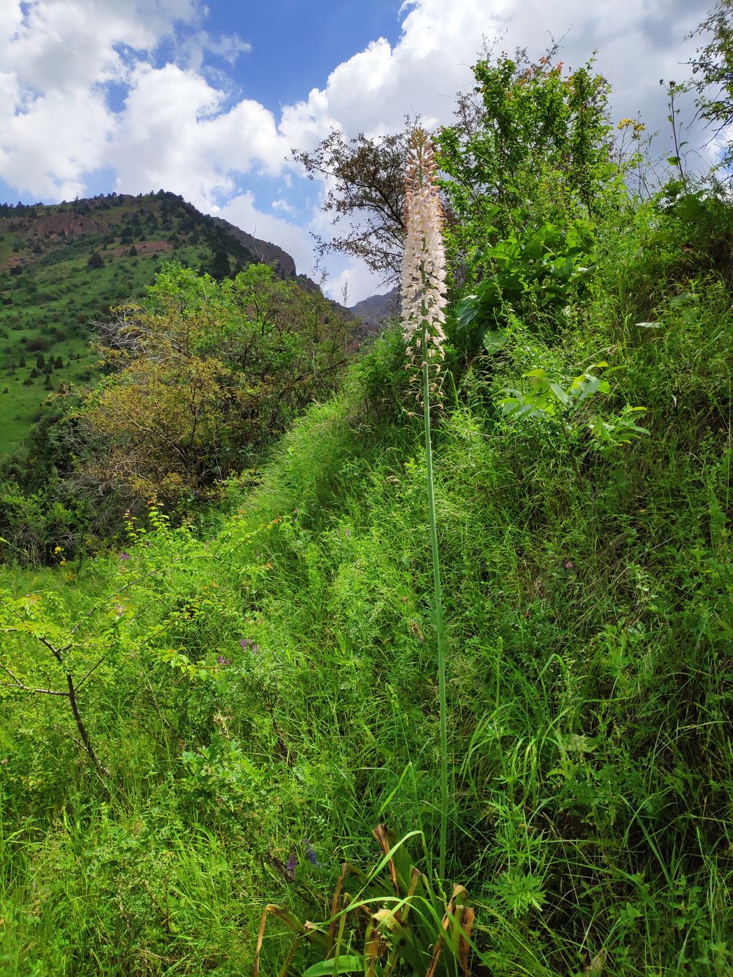 Изображение особи Eremurus robustus.