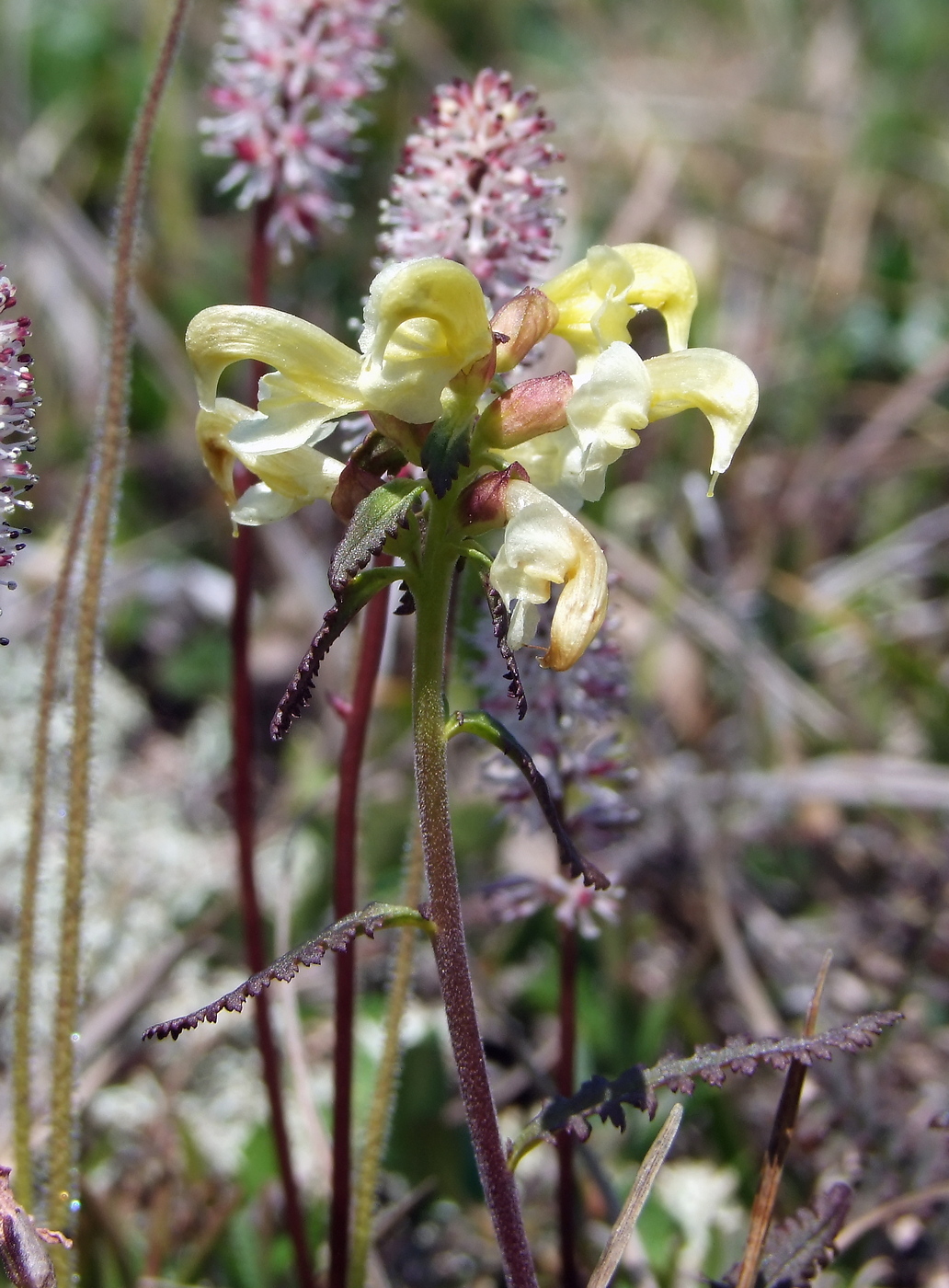 Image of Pedicularis lapponica specimen.