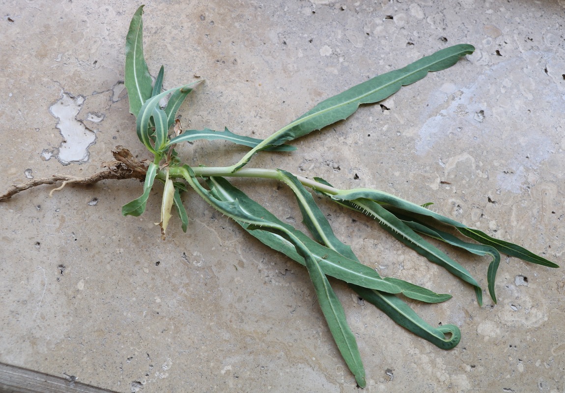 Image of genus Lactuca specimen.