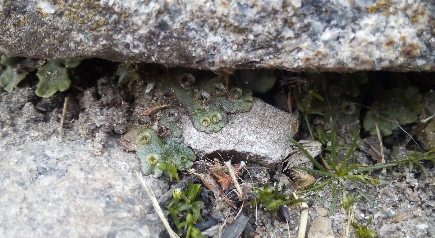 Image of Marchantia polymorpha specimen.