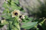 View full-size image Hyoscyamus niger