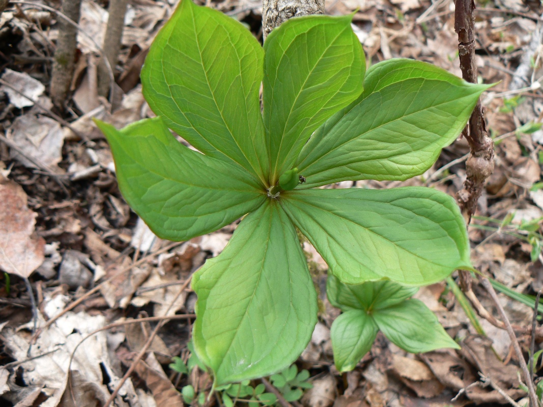 Image of Paris verticillata specimen.