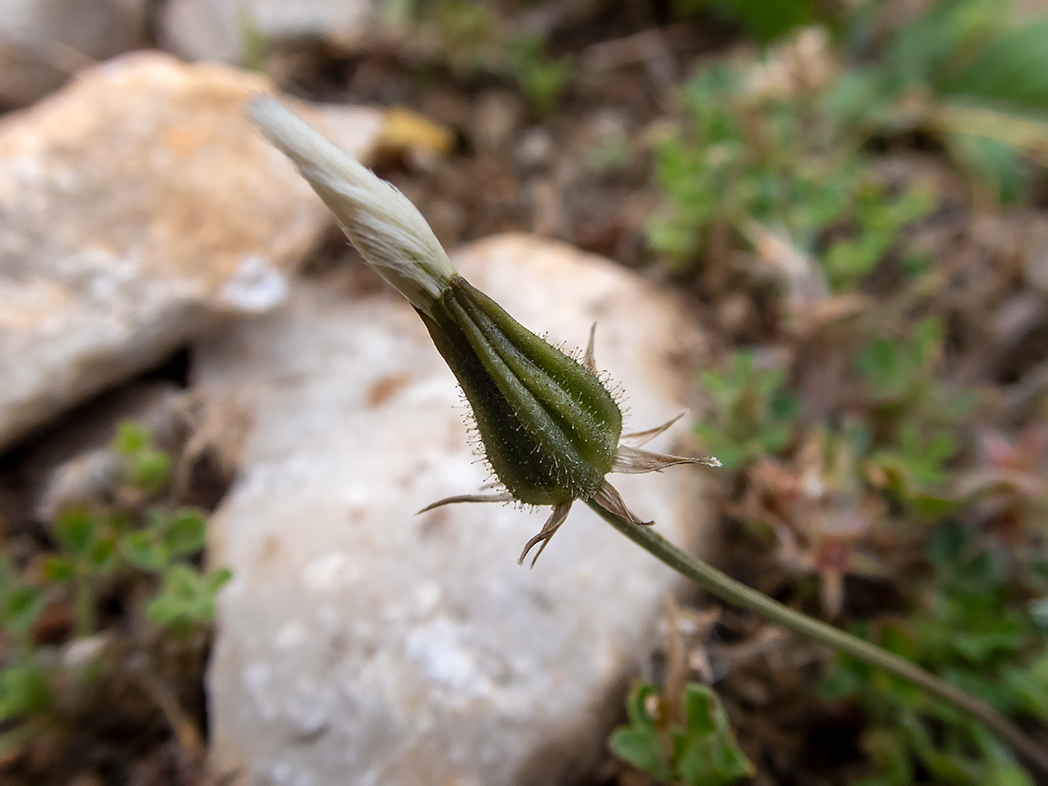 Image of Crepis rubra specimen.