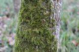 Hypnum cupressiforme. Вегетирующие растения на стволе дерева. Тульская обл., окр. пос. Дубна, лиственный лес Просек, на левом склоне оврага. 10.11.2021.