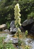 Aconitum lamarckii