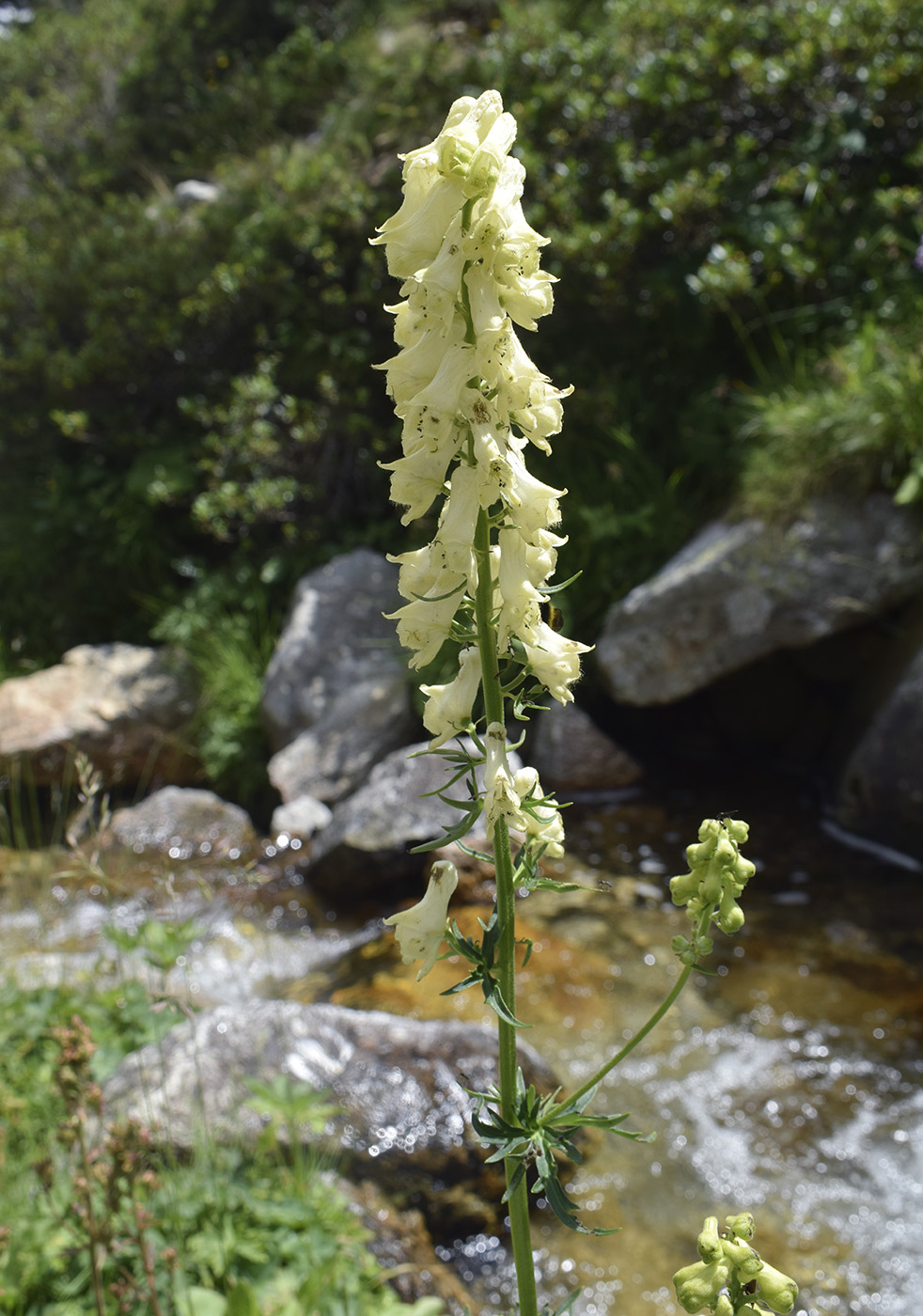 Image of Aconitum lamarckii specimen.