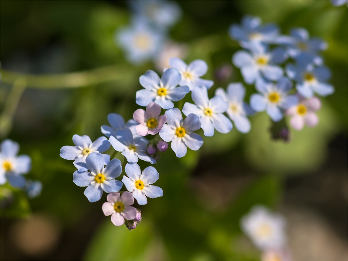 Image of genus Myosotis specimen.