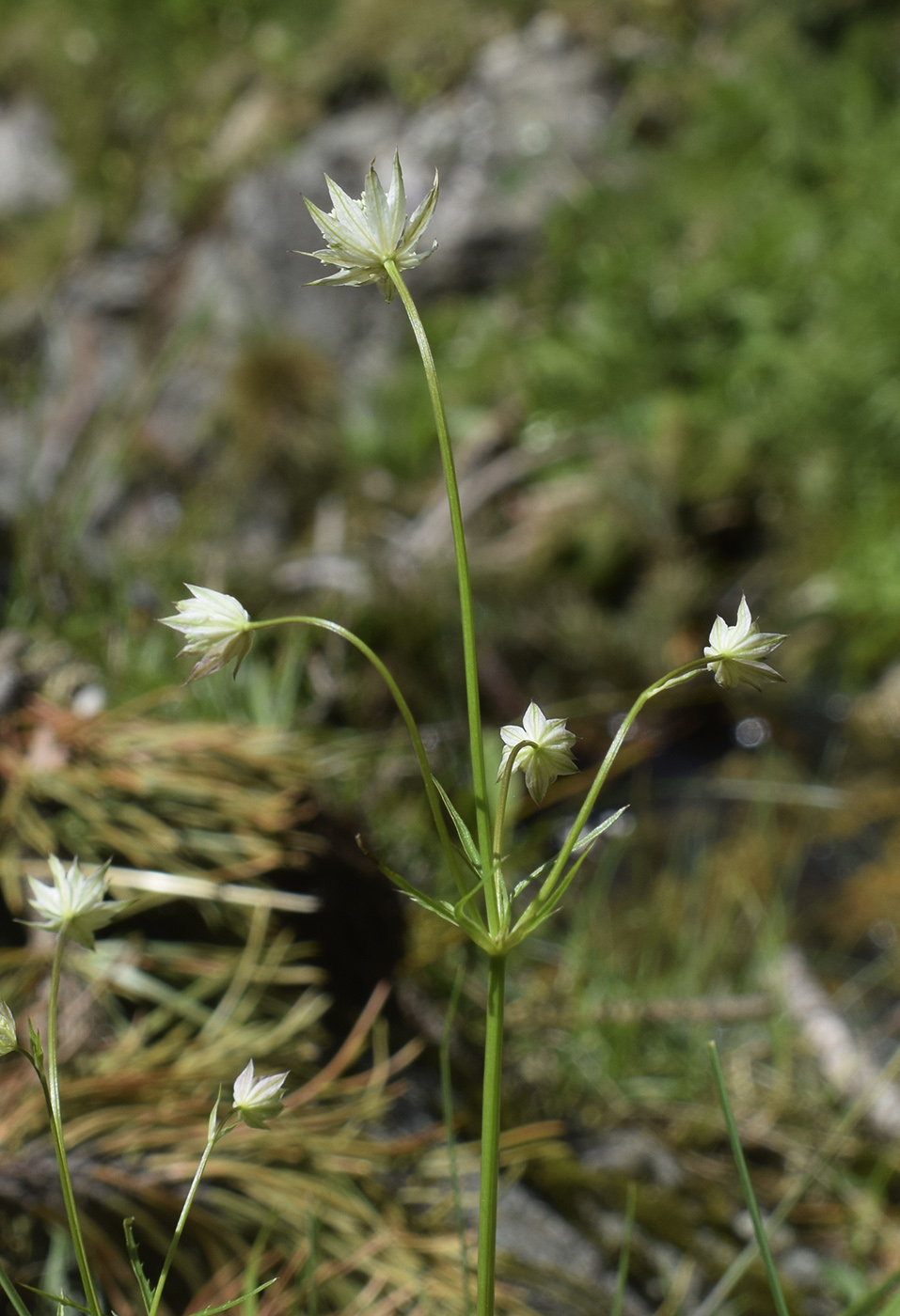 Image of Astrantia minor specimen.