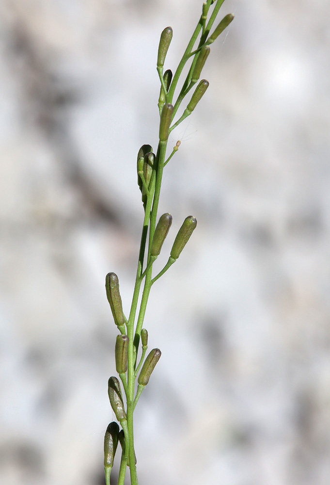 Image of Sobolewskia truncata specimen.