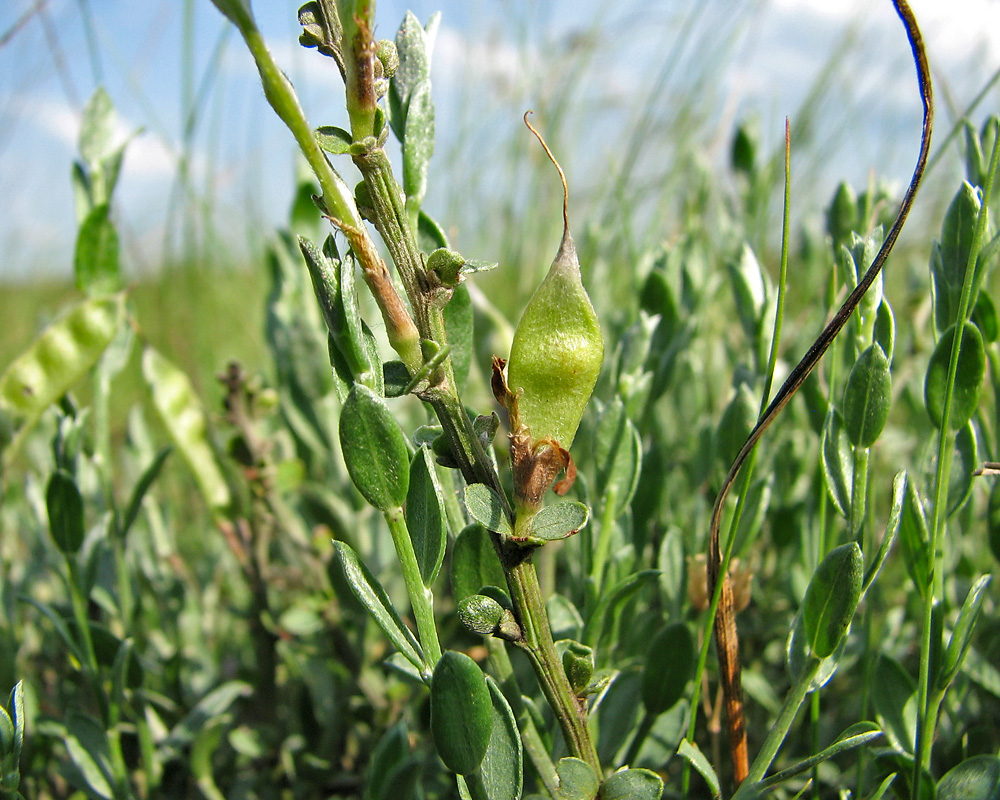 Image of Genista scythica specimen.