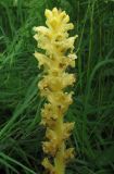 Orobanche alsatica