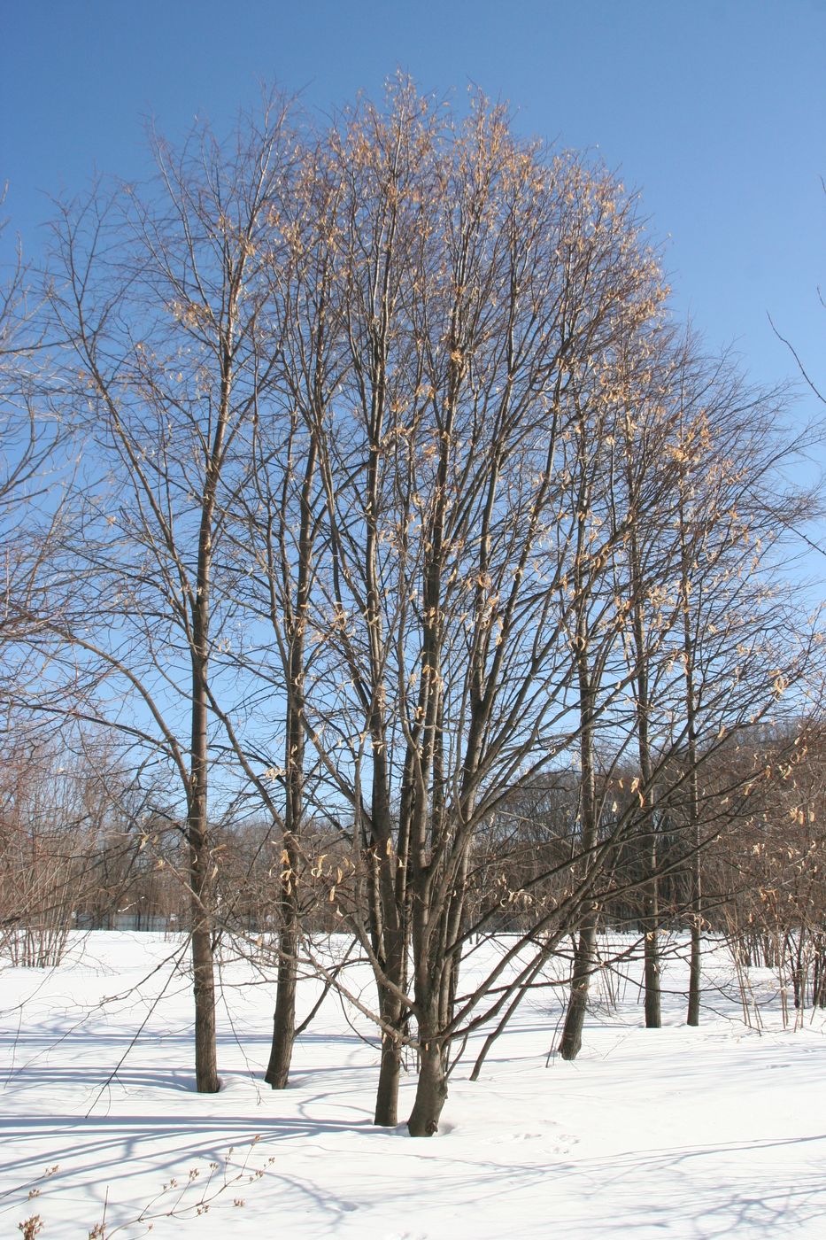 Image of Tilia platyphyllos specimen.