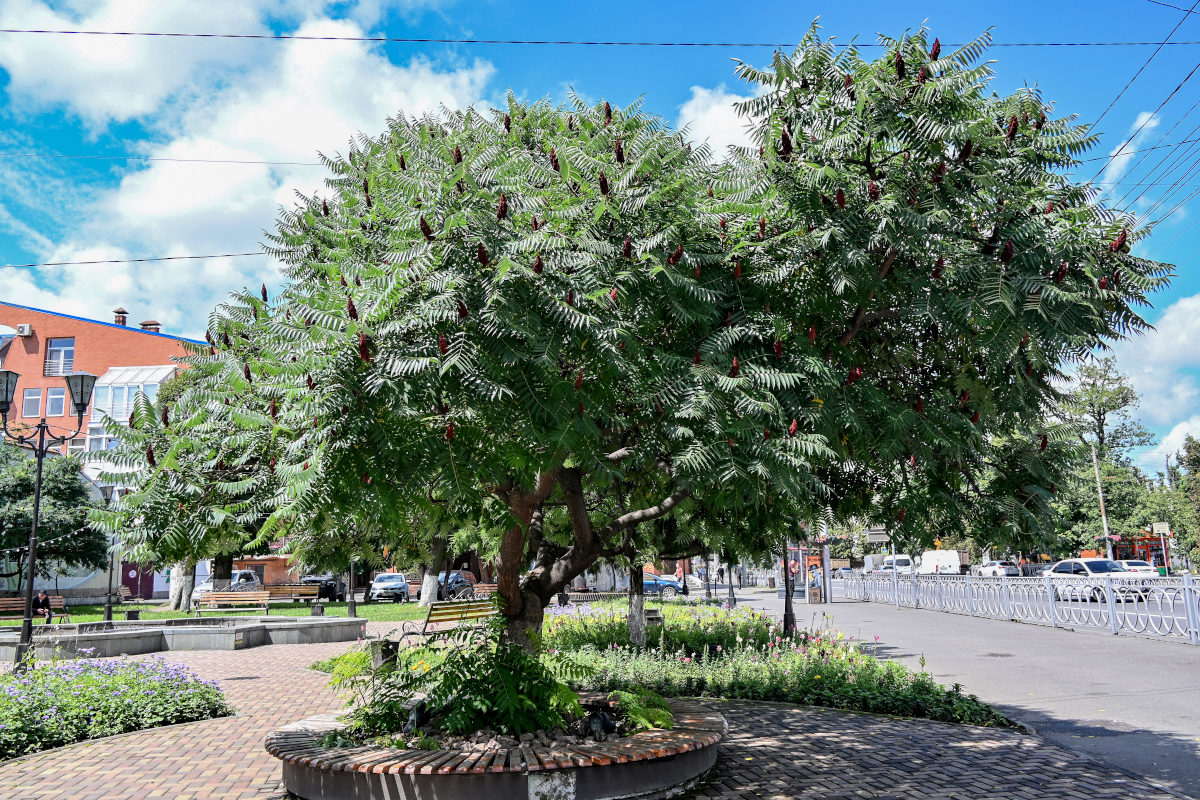 Image of Rhus typhina specimen.