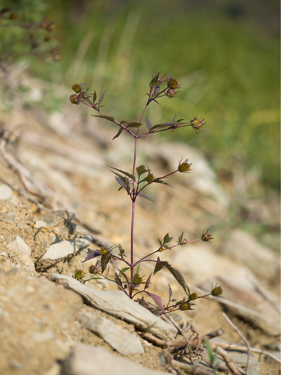 Image of Bidens frondosa specimen.