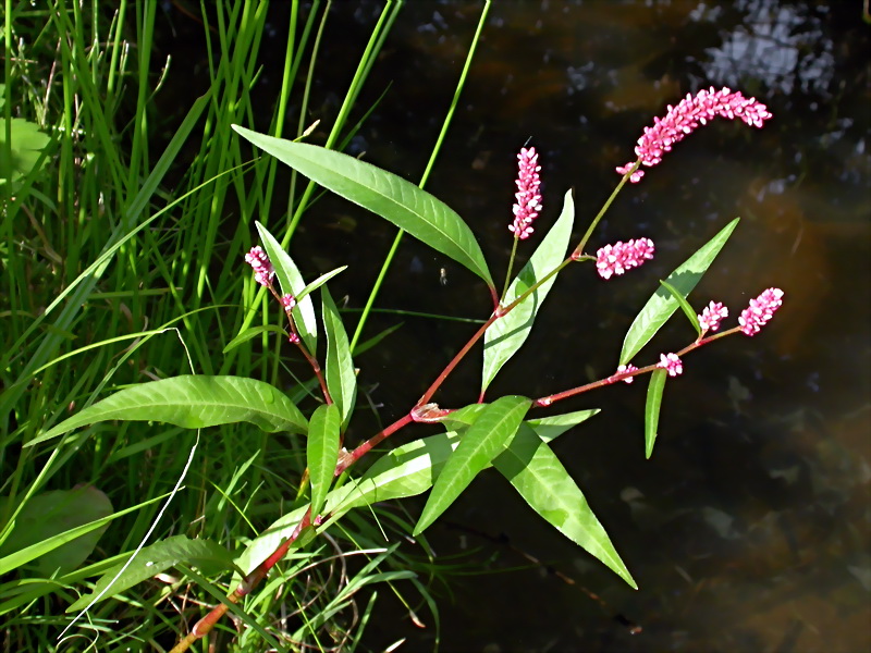 Изображение особи Persicaria &times; intercedens.